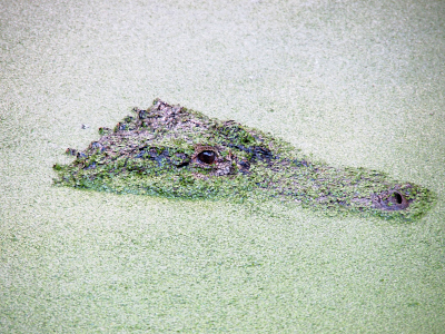 [Just the head of the alligator is visible and even it is partially submerged and its edges are covered in duckweed. Duckweed is a small round-leafed green plant that, even though it completely blankets the water, helps oxygenate it.]